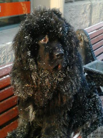 Фото: ньюфаундленд Бэлла Мосс Грегори