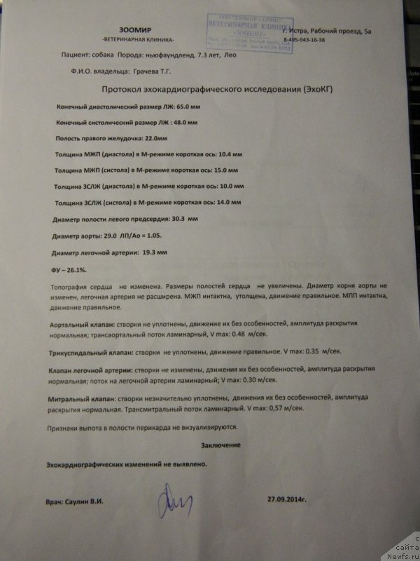 Фото: ньюфаундленд Neverine's Earthquaker