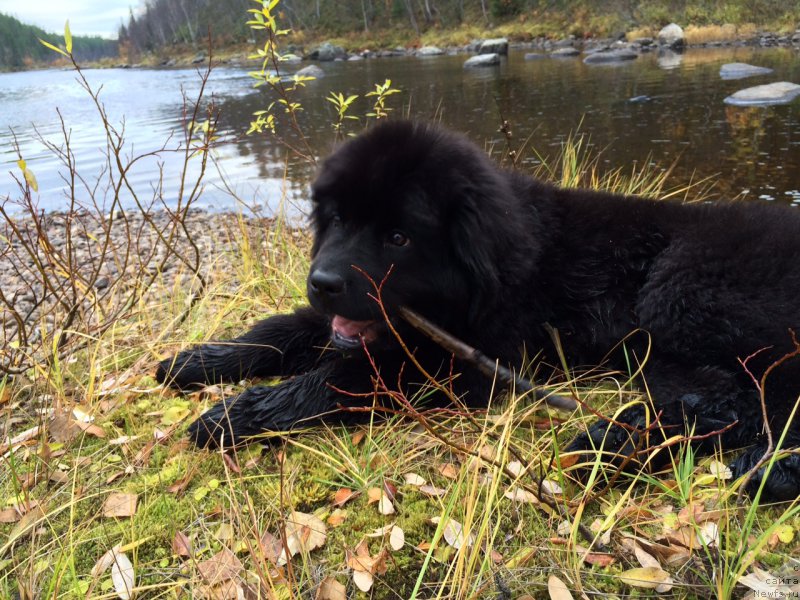 Фотография № 165152