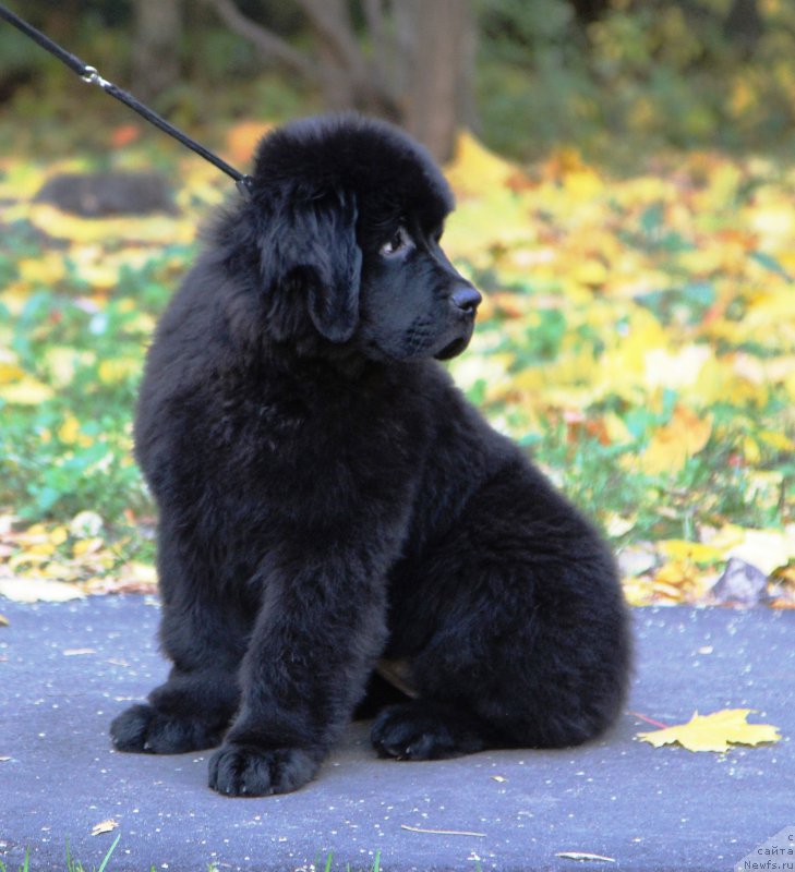 Фото: ньюфаундленд Хариетта Ембодимент оф а Греат Претендер (Harrieta Embodiment of a Great Pretender)