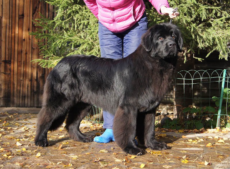 Фотография № 165162