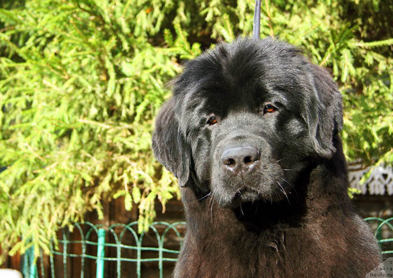 Фотография № 165163