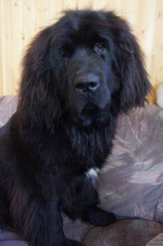 Фото: ньюфаундленд Супер Бизон Лилавати Лекса