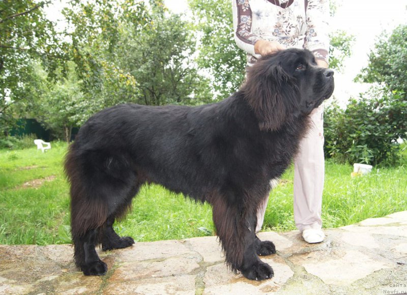 Фото: ньюфаундленд Супер Бизон Лилавати Лекса
