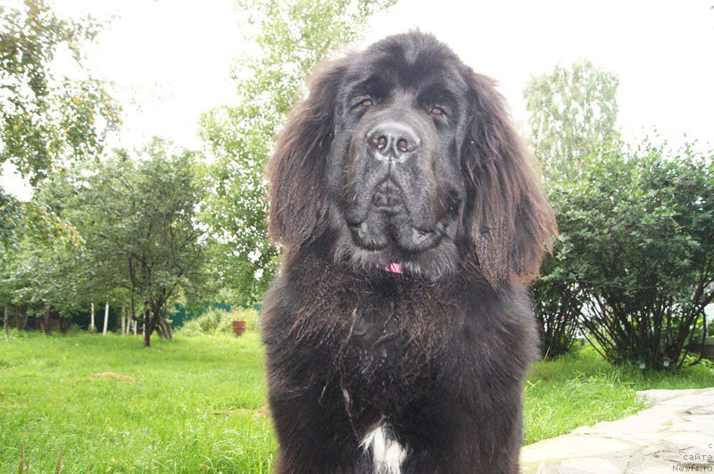 Фотография № 165174