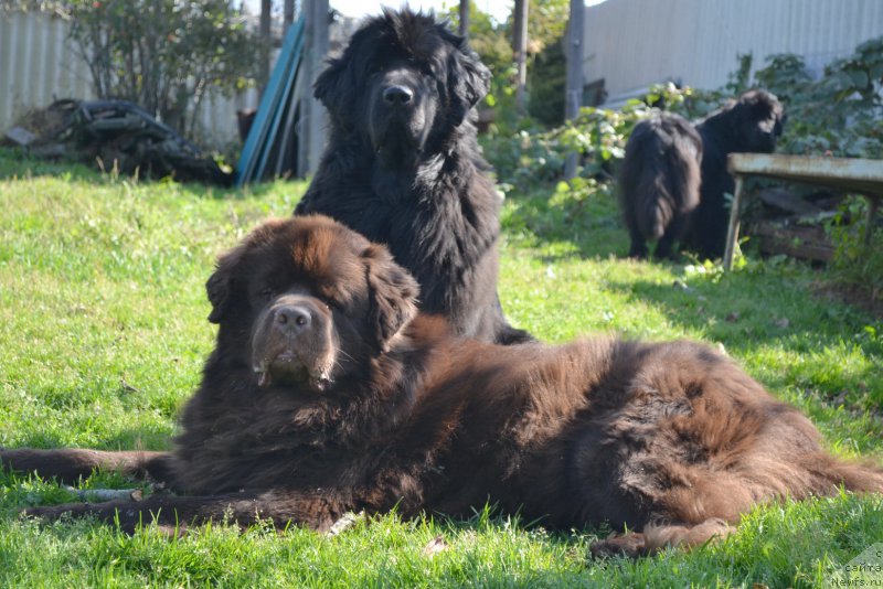 Фото: ньюфаундленд I'm Little Princess Midnight Bear, ньюфаундленд Акватория Келвин Риверданс (Aquatoriya Kelvin Riverdance)