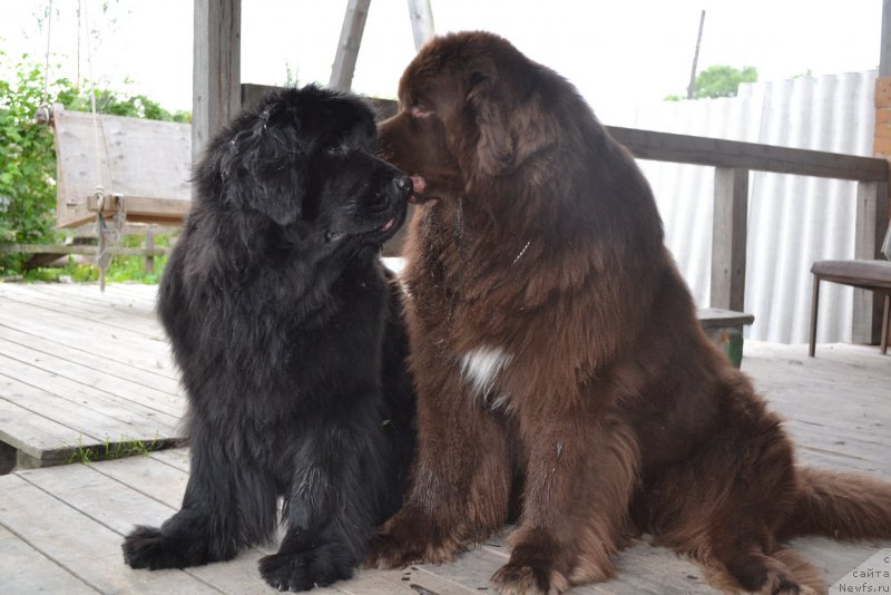 Фото: ньюфаундленд I'm Little Princess Midnight Bear, ньюфаундленд Акватория Келвин Риверданс (Aquatoriya Kelvin Riverdance)