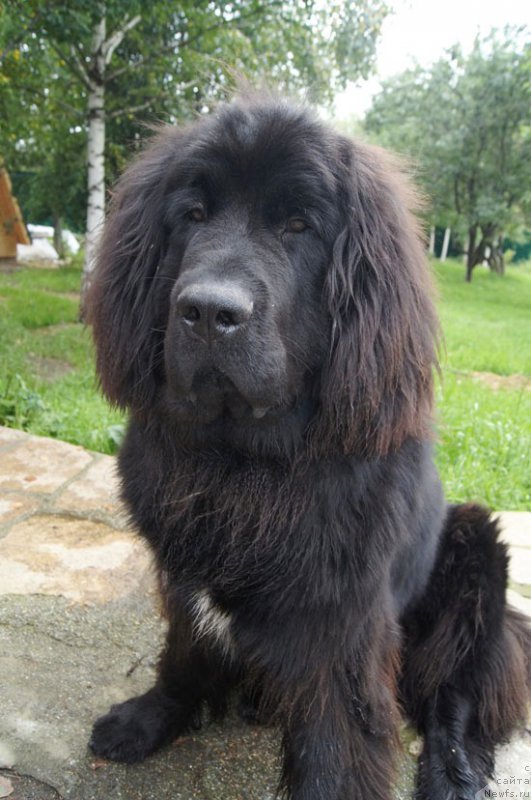 Фото: ньюфаундленд Супер Бизон Лилавати Лекса