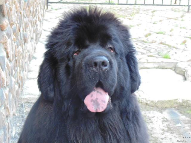 Фото: ньюфаундленд Ньюфорт Шон Волмари Триумф (Njufort Shawn Wallmar Triumph)