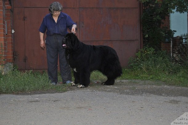 Фото: ньюфаундленд Promise To Love Midnight Bear, Надежда Ермилова