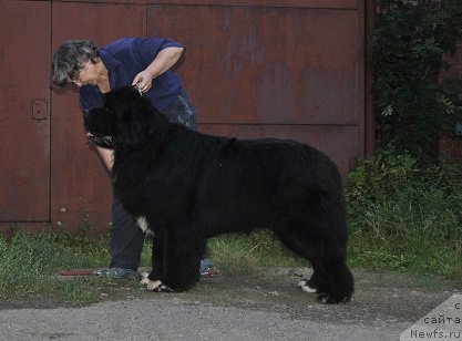 Фото: ньюфаундленд Promise To Love Midnight Bear, Надежда Ермилова