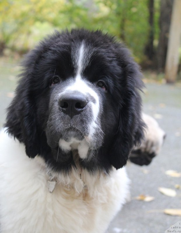 Фотография № 165193