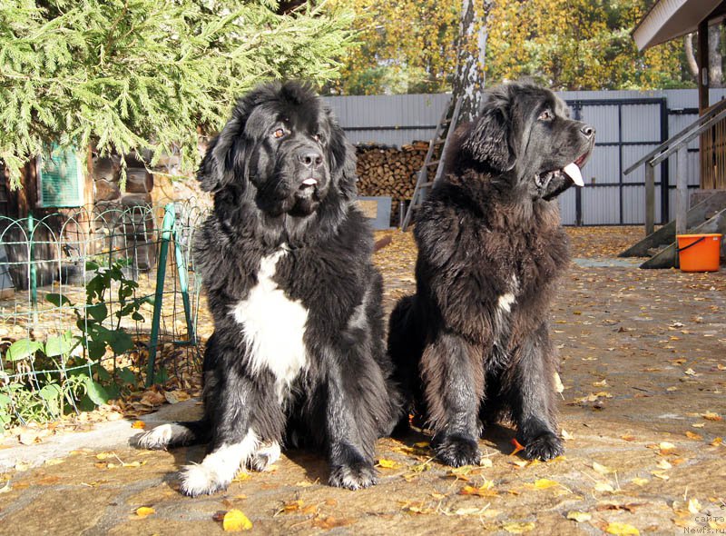 Фото: ньюфаундленд Супер Бизон Индия, ньюфаундленд Супер Бизон Лакшми Лана