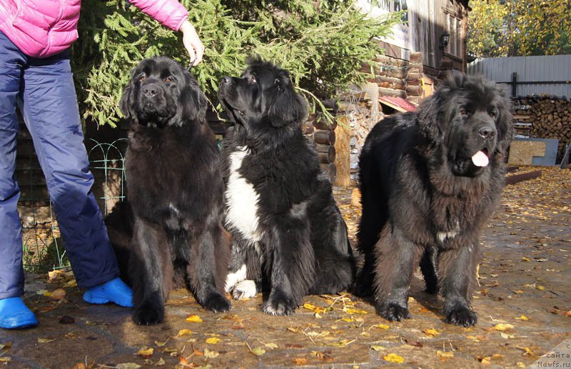 Фотография № 165199