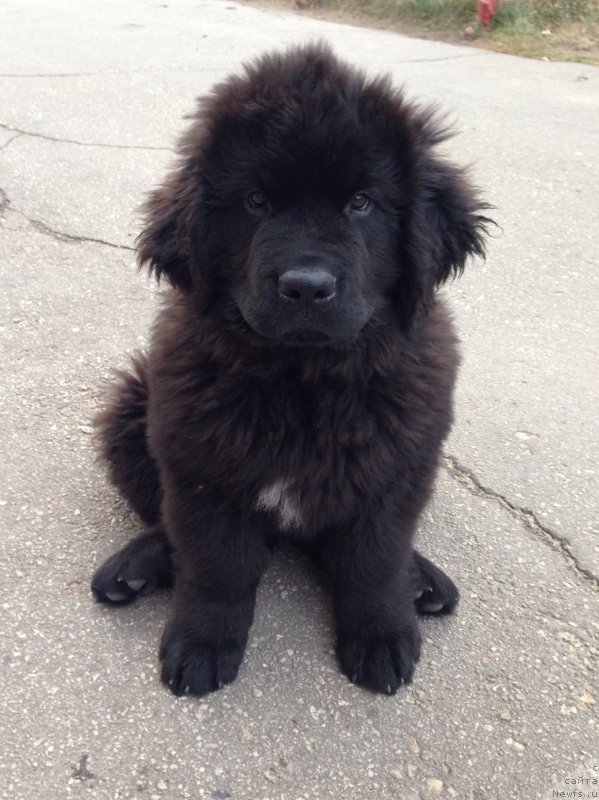 Фотография № 165207