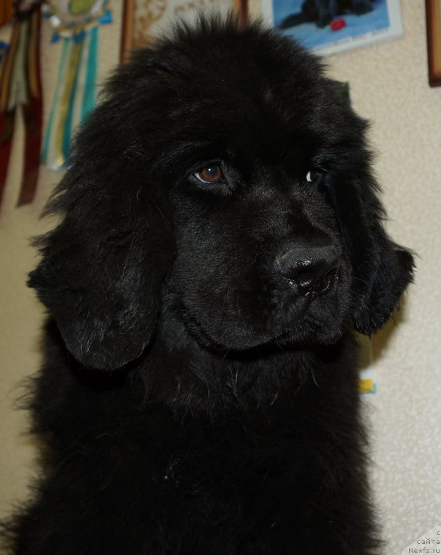 Фотография № 165209