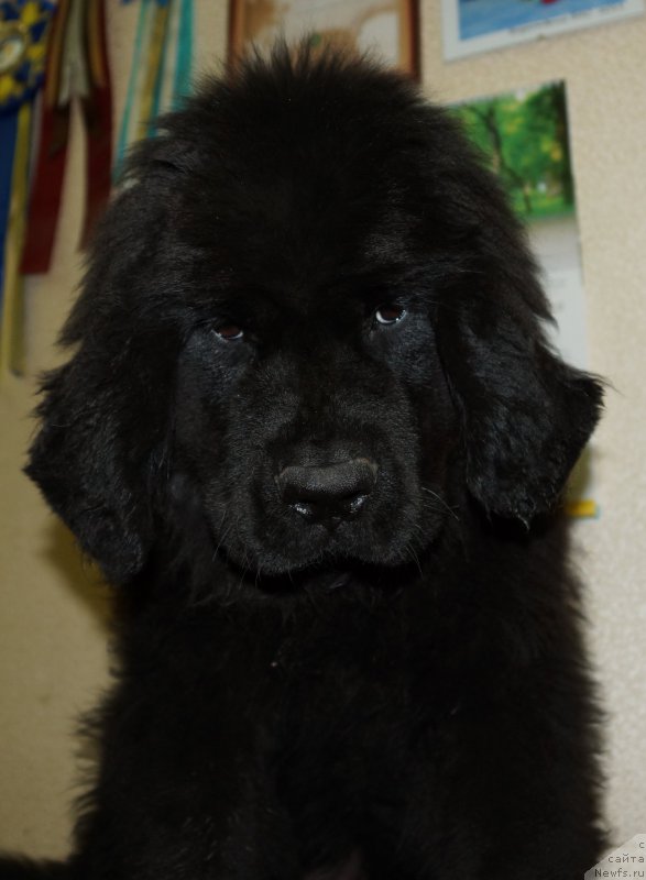 Фотография № 165210