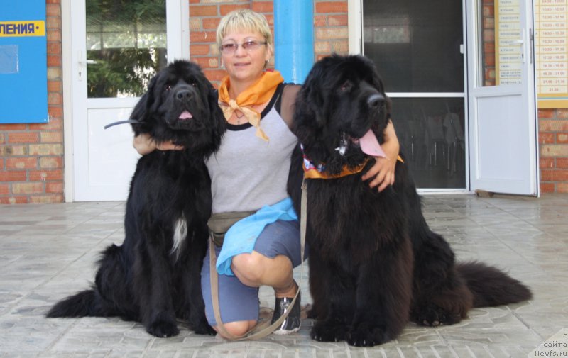 Фото: ньюфаундленд Neretum Tribe Xagrid, Елена Кузьмина, ньюфаундленд King of Helluland You Shock Me