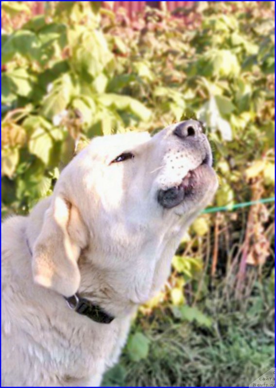 Фотография № 165228