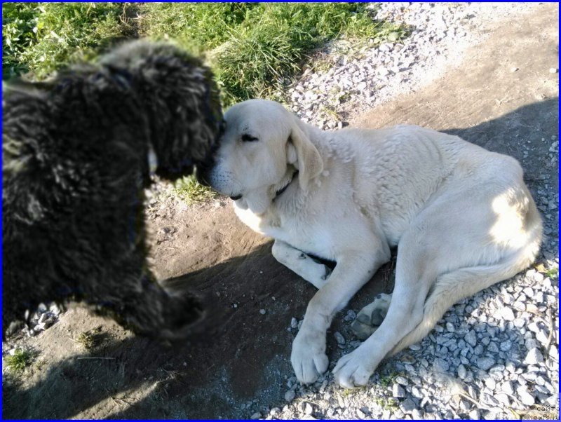 Фото: ньюфаундленд Ньюфорт Лапочка Дочка, Лена Зырина, ФРАНКО