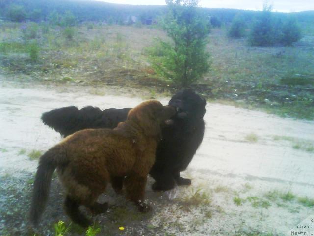 Фото: ньюфаундленд Зенон Зачарованный Принц, ньюфаундленд Бавария