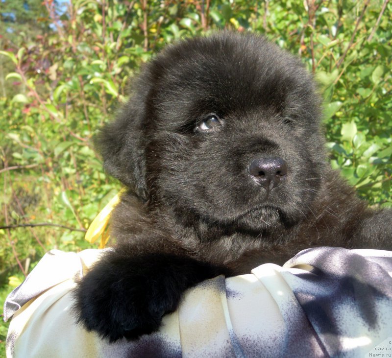 Фото: ньюфаундленд Альфа Дар Окса Алиса (Alfa Dar Oksa Alisa)