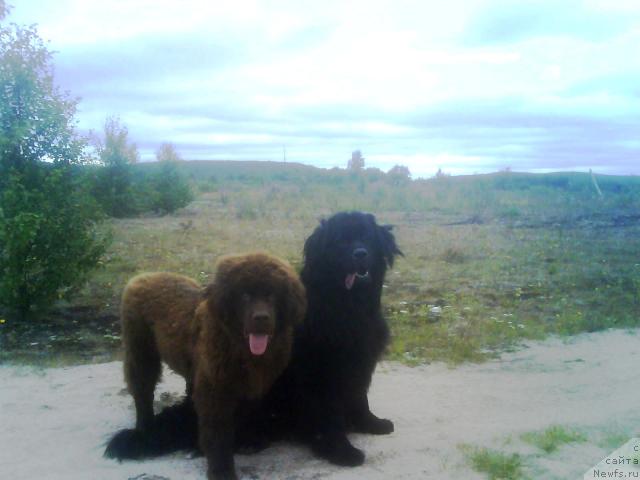 Фото: ньюфаундленд Зенон Зачарованный Принц, ньюфаундленд Бавария