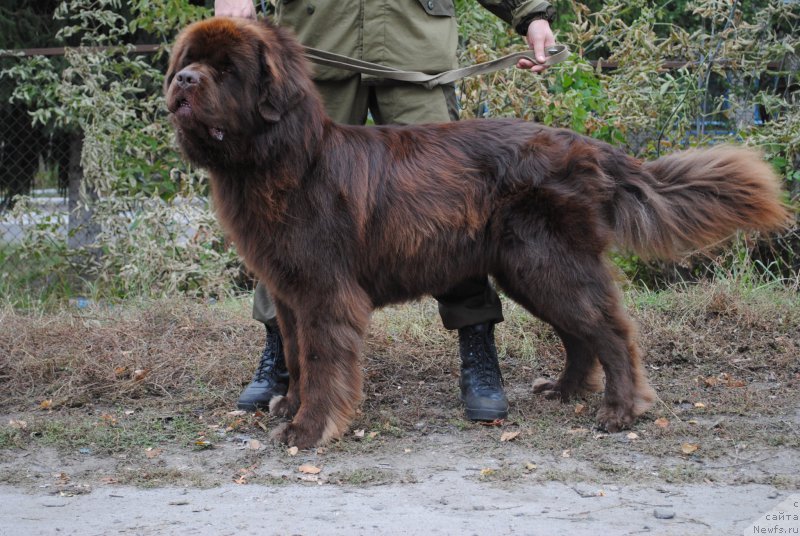 Фото: ньюфаундленд Флиртующий Франт с Берега Дона (Flirtujuschii Frant s Berega Dona)
