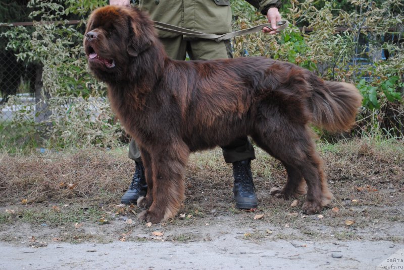 Фото: ньюфаундленд Флиртующий Франт с Берега Дона (Flirtujuschii Frant s Berega Dona)