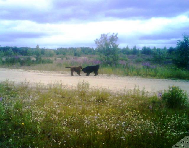 Фото: ньюфаундленд Зенон Зачарованный Принц, ньюфаундленд Бавария