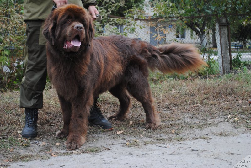 Фото: ньюфаундленд Флиртующий Франт с Берега Дона (Flirtujuschii Frant s Berega Dona)