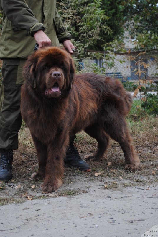 Фото: ньюфаундленд Флиртующий Франт с Берега Дона (Flirtujuschii Frant s Berega Dona)