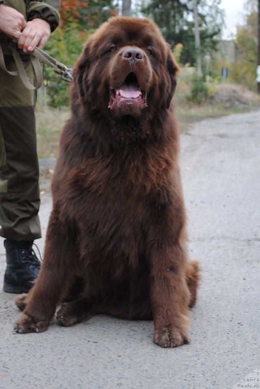 Фото: ньюфаундленд Флиртующий Франт с Берега Дона (Flirtujuschii Frant s Berega Dona)