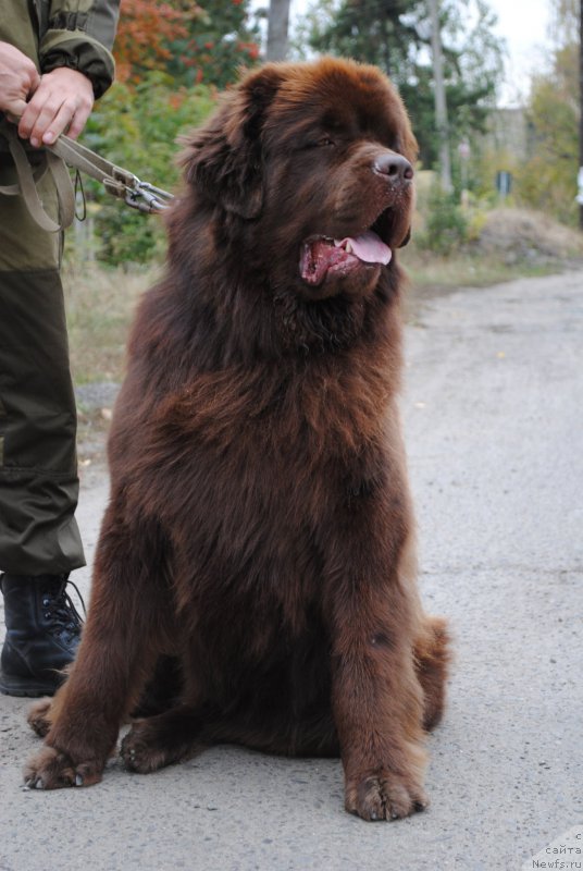 Фото: ньюфаундленд Флиртующий Франт с Берега Дона (Flirtujuschii Frant s Berega Dona)
