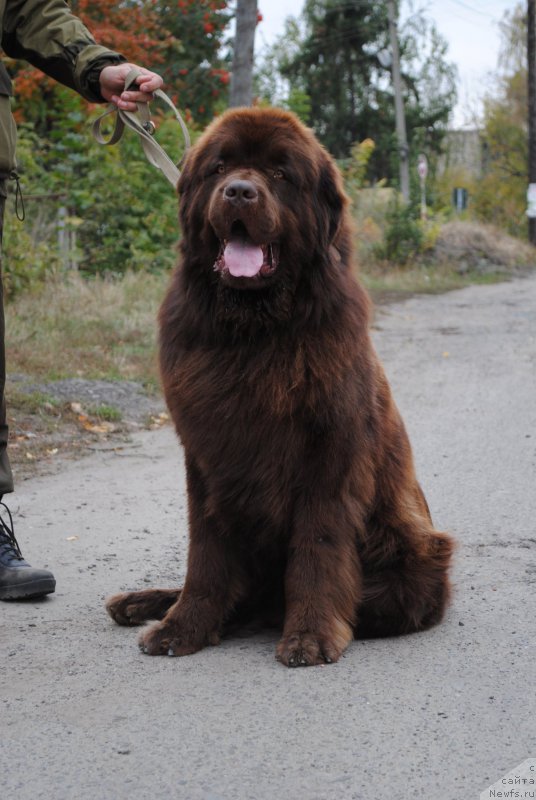 Фото: ньюфаундленд Флиртующий Франт с Берега Дона (Flirtujuschii Frant s Berega Dona)