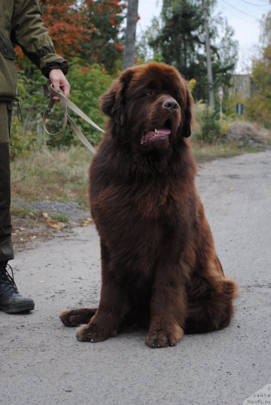 Фото: ньюфаундленд Флиртующий Франт с Берега Дона (Flirtujuschii Frant s Berega Dona)