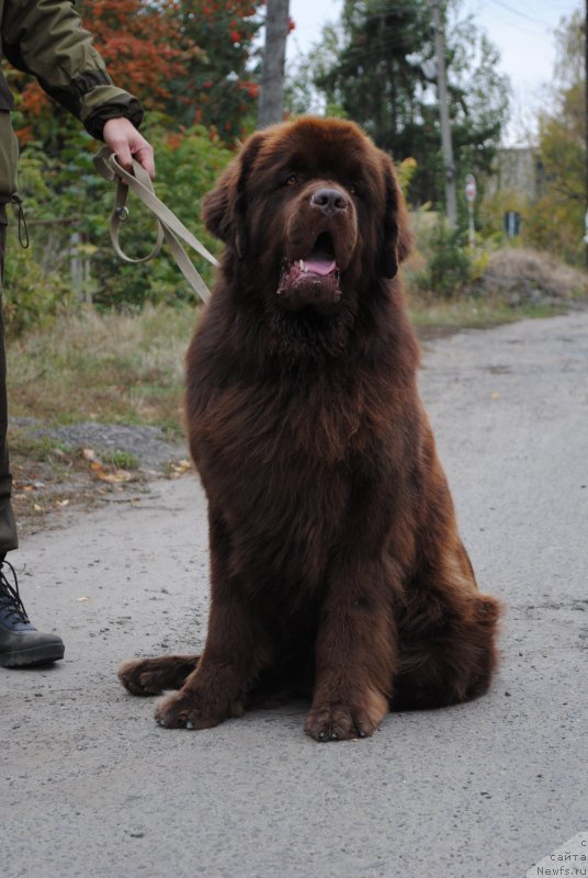 Фото: ньюфаундленд Флиртующий Франт с Берега Дона (Flirtujuschii Frant s Berega Dona)