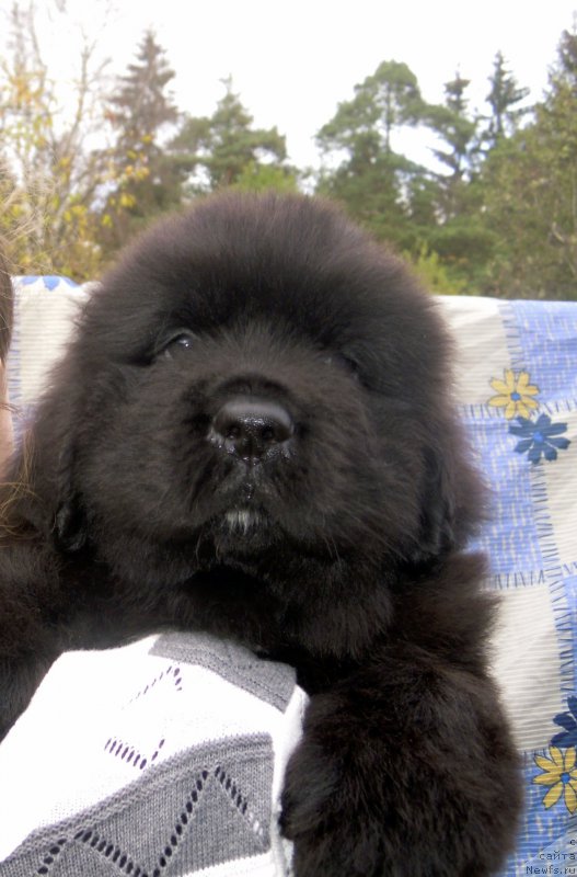 Фото: ньюфаундленд Альфа Дар Окса Азаятушка