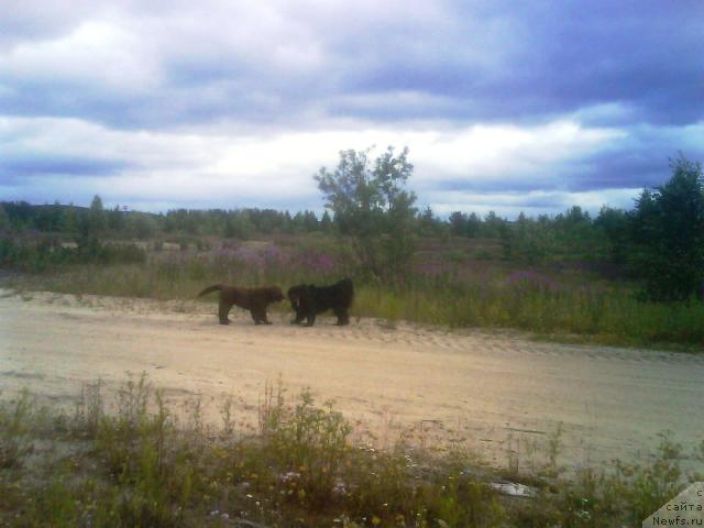 Фото: ньюфаундленд Зенон Зачарованный Принц, ньюфаундленд Бавария