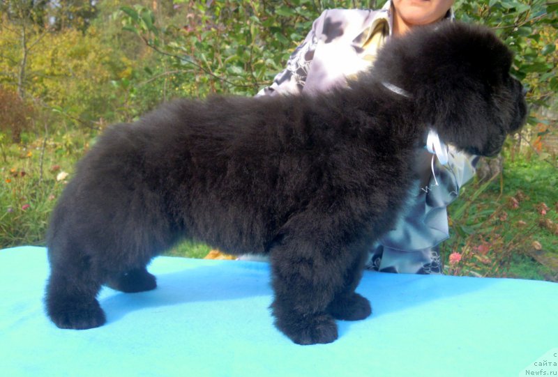 Фотография № 165293