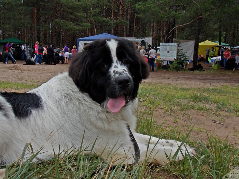 Фото: ньюфаундленд Флюфи Аваланч Парадокс