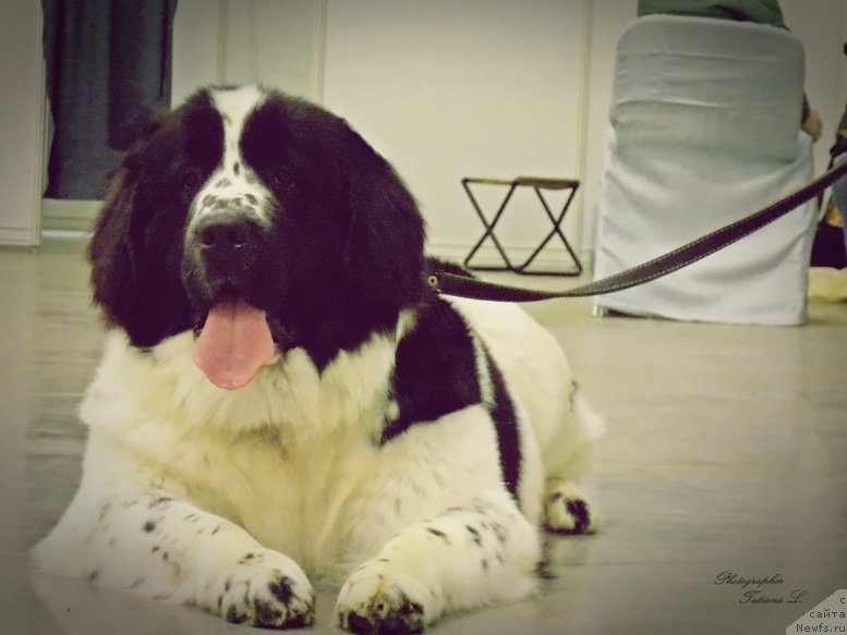 Фото: ньюфаундленд Флюфи Аваланч Парадокс