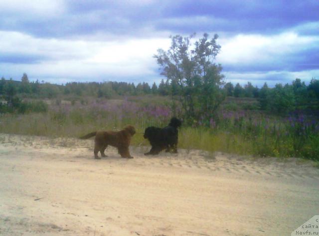 Фото: ньюфаундленд Зенон Зачарованный Принц, ньюфаундленд Бавария