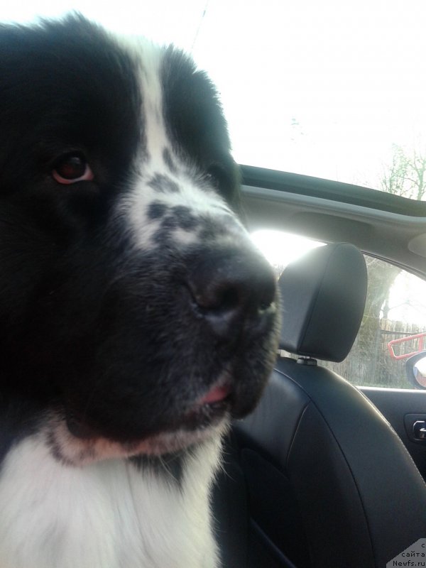 Фото: ньюфаундленд Флюфи Аваланч Парадокс