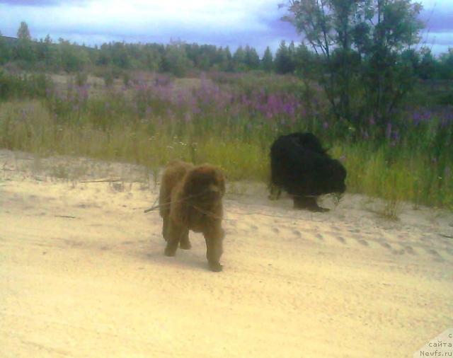 Фото: ньюфаундленд Зенон Зачарованный Принц, ньюфаундленд Бавария