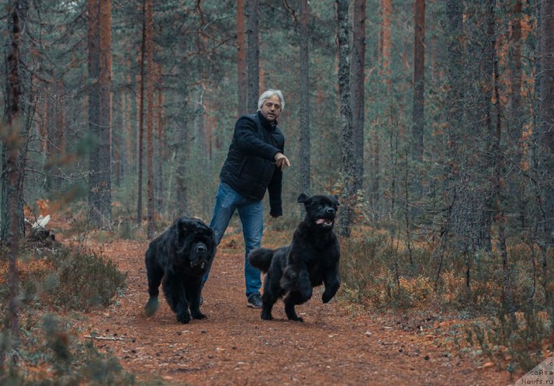 Фото: ньюфаундленд Смигар Ливерпульский Четвертак (Smigar Liverpulsiy Chetvertak), ньюфаундленд New Beothuks Gold for Smigar