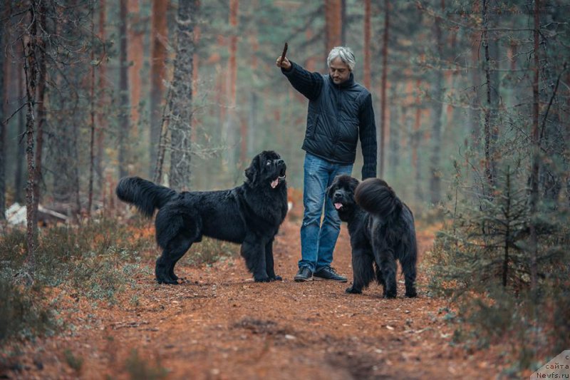 Фото: ньюфаундленд Смигар Ливерпульский Четвертак (Smigar Liverpulsiy Chetvertak), ньюфаундленд New Beothuks Gold for Smigar