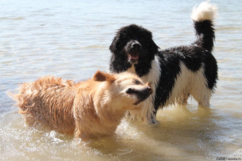 Фото: ньюфаундленд Флюфи Аваланч Панацея