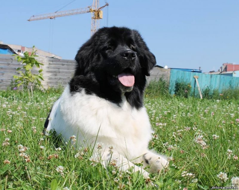 Фото: ньюфаундленд Флюфи Аваланч Панацея