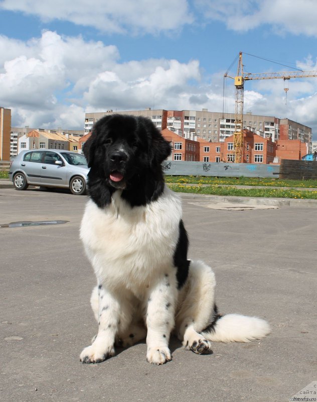 Фото: ньюфаундленд Флюфи Аваланч Панацея
